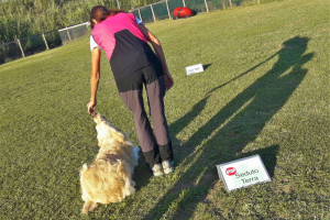 Rally Obedience (3)