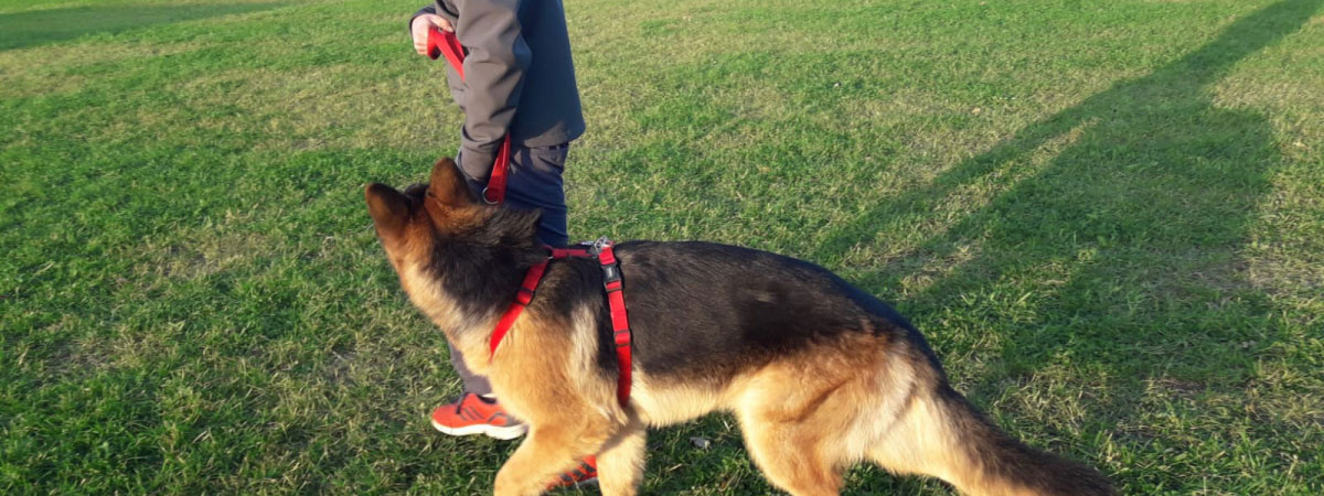 Educazione di base ed avanzata del cane