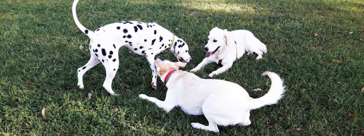 Classi di socializzazione cane 3