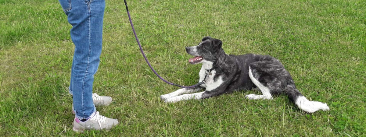 Educazione di base ed avanzata del cane 2