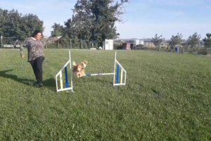 Campo addestramento cani 10