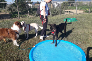 Campo addestramento cani 6