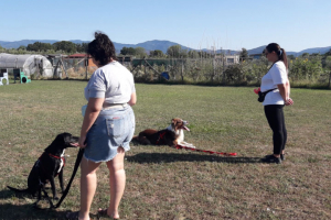 CLASSI DI LAVORO OBBEDIENZA DI BASE   2