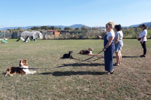 CLASSI DI LAVORO OBBEDIENZA DI BASE   3