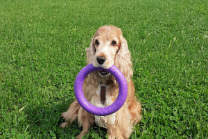 Campo addestramento cani 8