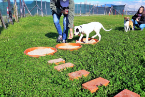 Puppy Class (4)