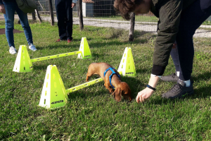 Puppy Class (5)