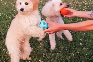 Puppy Class