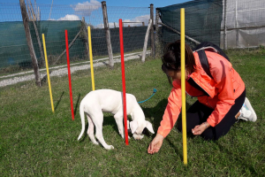 Puppy Class (9)