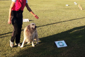 Rally Obedience (6)