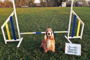 Rally Obedience